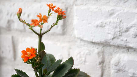 flowerpot orange flowers background brick wall trembling colorsの写真素材