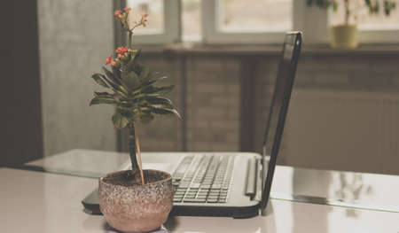flowerpot and laptop on the table beautiful backgroundの写真素材