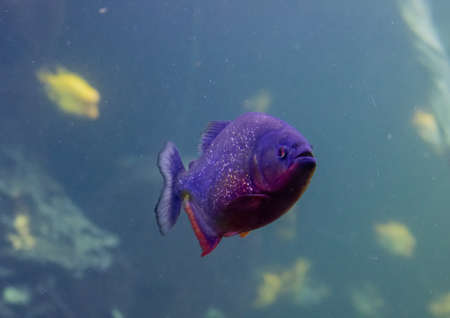 purple fish in an aquariumの写真素材