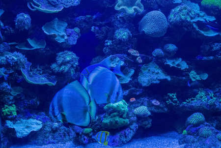 corals surrounded by exotic fish