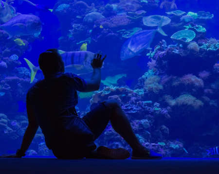 the guy looks at fish in an aquariumの写真素材