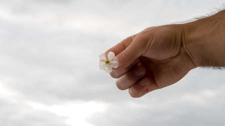 flower with white petals in human cancer
