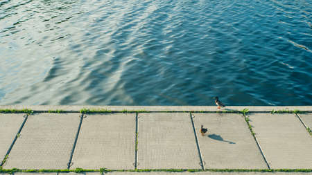 Two ducks by the riverの写真素材