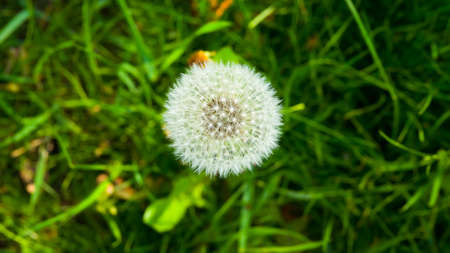 Fluffy dandelion. Top view. Green grass.の写真素材