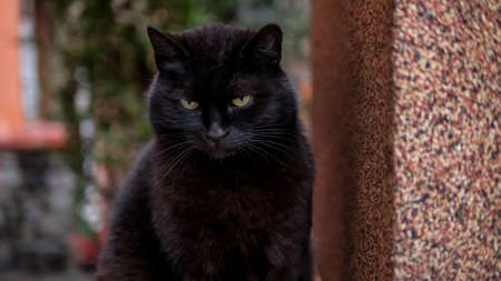 Black cat is sitting on the parapet. Street stray cat is very cute and beautiful.