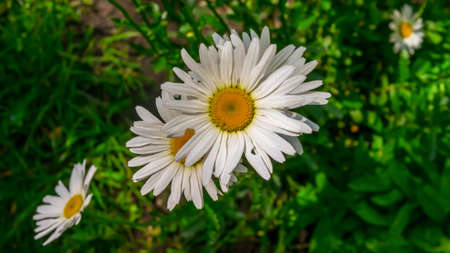 Chamomile flower close-up.Beautiful flower with white petals.