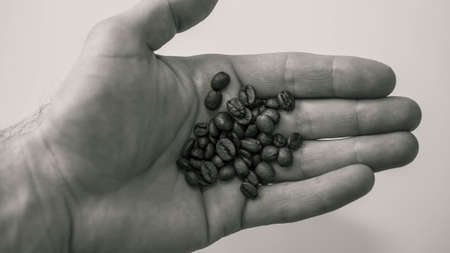 Coffee beans in hand, black and white photo, close-up.の写真素材