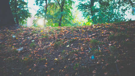 Foliage on the ground, landscape, beautiful sunset on the background of yellow foliage and green trees.Nature in the park.の写真素材