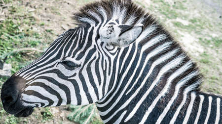 Zebra close-up, beautiful animal in the meadow at the zoo in the wild.の写真素材
