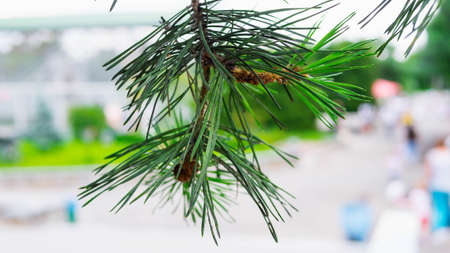 Pine branch on a blurred background in the street, beautiful green pine tree, close-up.の写真素材