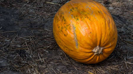 Crop pumpkin fruit close-up harvested in the seasonal period.の写真素材