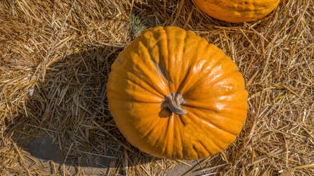 Pumpkin in the hay top view, harvest ripe pumpkin, Halloween decorations.