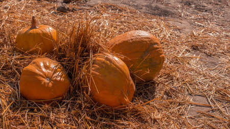 Ripe pumpkin close-up, harvest of vegetables, halloween party decorations.の写真素材