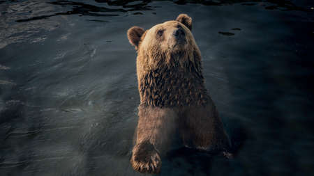 Brown bear in water close-up, wild environment bear swims in the riverの写真素材