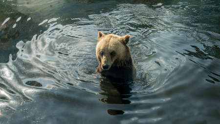 A brown bear sits in the water and looks into the distance, a bear's head sticks out of the water, a...