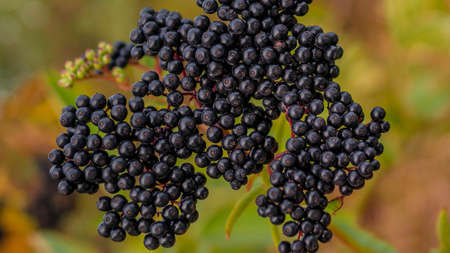 Elderberry bush on a branch, ripe elderberry growing in nature, elderberry cultivation on a...
