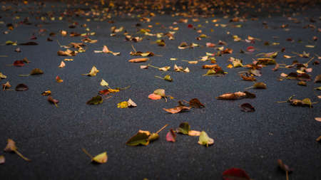 Autumn foliage on the asphalt, golden foliage in the park in nature, golden autumn.の写真素材