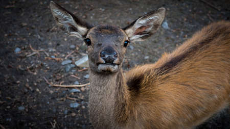 Young deer, deer portrait, animal deer looks into the camera lens with a beautiful look.
