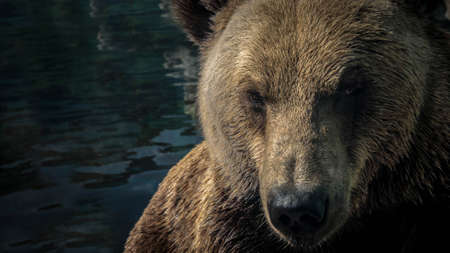 Portrait of a bear, brown bear in the water in the lake in the river, and looks into the camera...