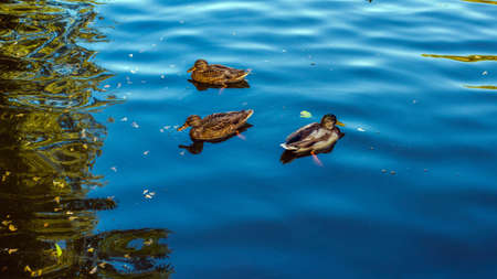 Wild ducks in the river, migratory birds swim in the lake, a flock of birds in the water