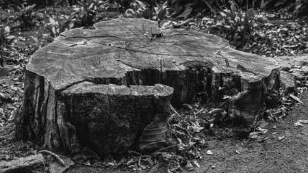 Sawed tree, burnt tree in the forest. The stump is dry. Deforestation, ecology.の写真素材