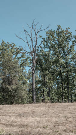 A dry tree in nature, the climate is changing.の写真素材