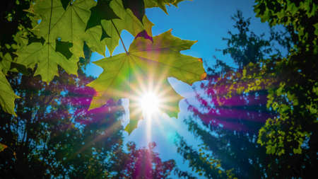 Foliage background with sun rays, maple leaves. Summer sun with raysの写真素材