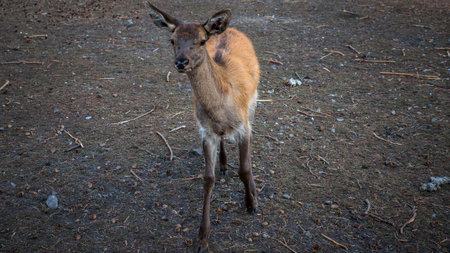 Young deer in the wild, deer without horns.の写真素材