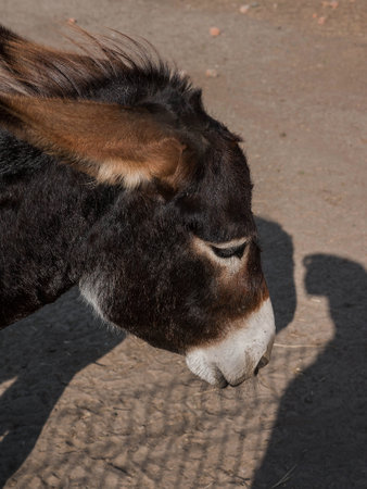 Donkey's head is a vertical picture, a donkey with its head down.の写真素材