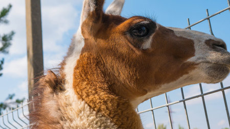 Llama close-up, wild animal llama looks into the distance, beautiful animalの写真素材