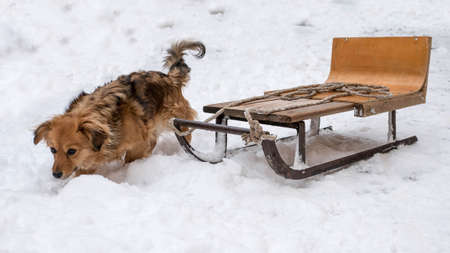 A small sled dog in the snowy mountains, a ginger dog with a sled.の写真素材