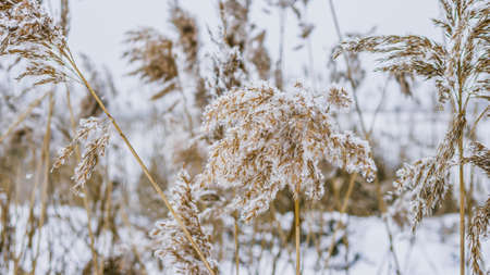Plants are covered with snow, nature is snowy, spikelets in the snow, beautiful background with...