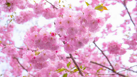 Pink sakura flowers on a tree branch, blooming sakura, cherry blossom. Spring cherry blossoms.