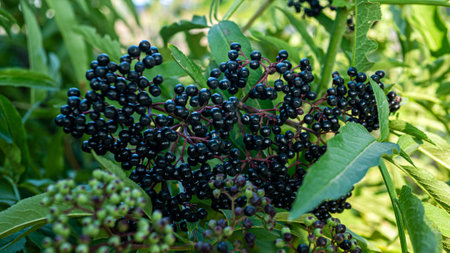Ripe elderberry branch, black berry on a tree branch close-up.