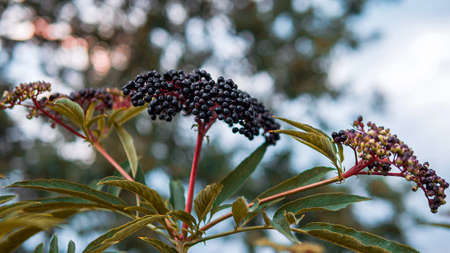 Ripe elderberries in the garden against the background of the sky and trees. Blackberry.の写真素材