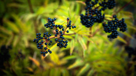 Ripe black berry on a branch, ripe elderberry.の写真素材