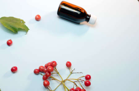 Red berry rowan copy space. Berry medical medicinal on a blue background in pastel colors.の写真素材