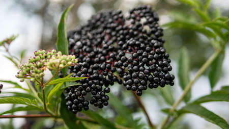 Ripe elderberry, black berry on a tree branch.の写真素材