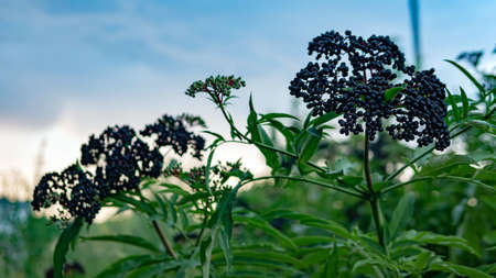 Elderberry on a branch against a blue sky. Black forest berry.の写真素材