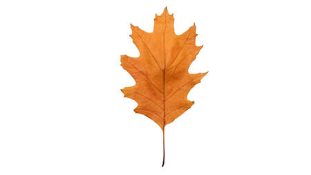 Yellow leaf isolated on white background, autumn leaf.