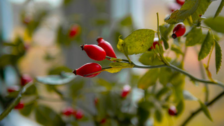 Ripe rosehip on a tree branch.の写真素材
