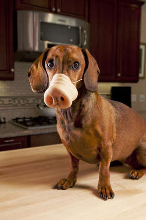 Dog wearing fake pig nose and sitting on kitchen tableの写真素材
