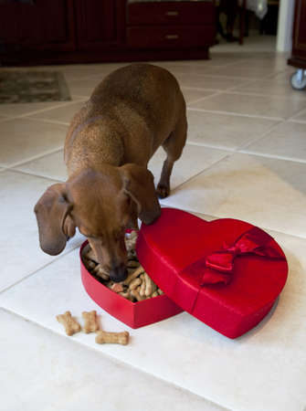 Dog with valentine's box full of dog treats on kitchen floorの写真素材