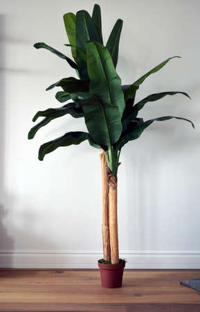 bananaの写真素材