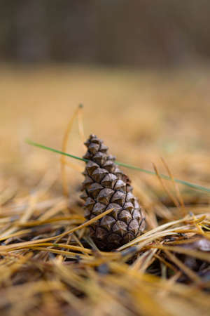 pine cone in the forest