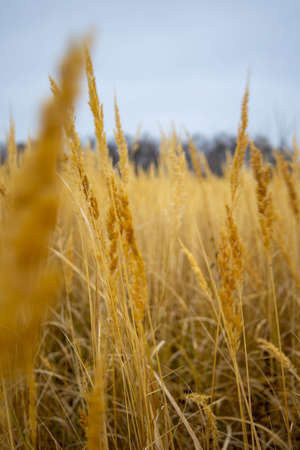 autumn field