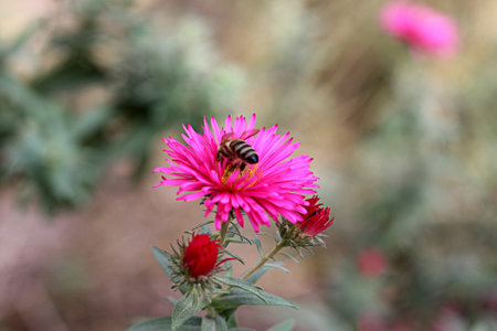 Honey bee on a red aster flower in the summer garden.の写真素材