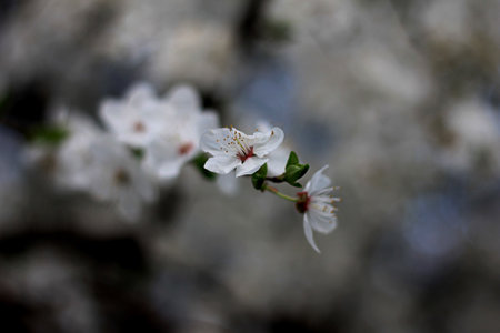 cherry blossom in the spring, close up of white flowersの写真素材