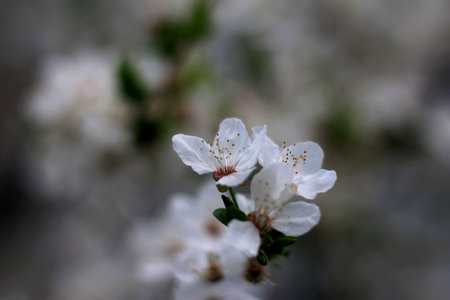 cherry blossom on a spring day in the garden. macro