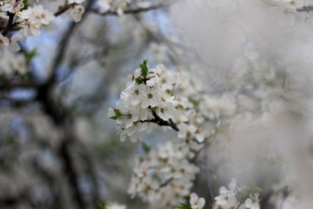 cherry blossom in spring, close-up of white flowers